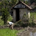 rice_ubud_v_0157_bal0973.jpg